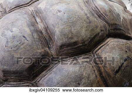 Detail of the shell of an Aldabra Giant Tortoise (Aldabrachelys gigantea), Curieuse Island, Seychelles, Curieuse Island, Seychelles, Africa View Large Photo Image Stock Photography - Detail of the shell of an Aldabra Giant Tortoise (Aldabrachelys gigantea), Curieuse Island, Seychelles, Curieuse Island, Seychelles, Africa. Fotosearch