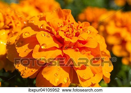 Dewdrops on a blooming orange Tagetes flower (Tagetes) View Large Photo Image Stock Image - Dewdrops on a blooming orange Tagetes flower (Tagetes). Fotosearch