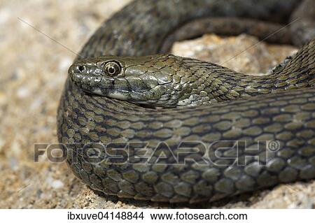 Dice Snake (Natrix tessellata) basking on stone, Hungary, Europe View Large Photo Image Picture - Dice Snake (Natrix tessellata) basking on stone, Hungary, Europe. Fotosearch