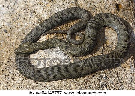 Dice Snake (Natrix tessellata) basking on stone, Hungary, Europe View Large Photo Image Stock Photo - Dice Snake (Natrix tessellata) basking on stone, Hungary, Europe. Fotosearch