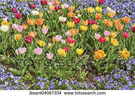 Different coloured tulips in a flower bed, Lower Saxony, Germany, Europe View Large Photo Image Picture - Different coloured tulips in a flower bed, Lower Saxony, Germany, Europe. Fotosearch