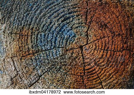 Discoloration on driftwood, Unst, Shetland Islands, Scotland, United Kingdom, Europe View Large Photo Image Stock Image - Discoloration on driftwood, Unst, Shetland Islands, Scotland, United Kingdom, Europe. Fotosearch