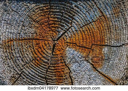 Stock Photo - Discoloration on driftwood, Unst, Shetland Islands, Scotland, United Kingdom, Europe. Fotosearch