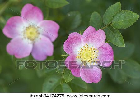 Dog-rose (Rosa canina), Emsland, Lower Saxony, Germany, Europe View Large Photo Image Stock Photo - Dog-rose (Rosa canina), Emsland, Lower Saxony, Germany, Europe. Fotosearch