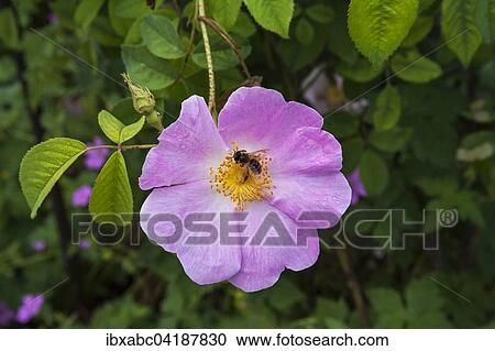 Dog-rose (Rosa canina) with a bee, Bavaria, Germany, Europe View Large Photo Image Stock Image - Dog-rose (Rosa canina) with a bee, Bavaria, Germany, Europe. Fotosearch