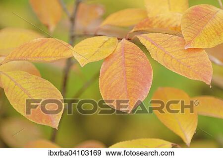 Dogwood (Cornus sanguinea), autumn leaves, North Rhine-Westphalia, Germany, Europe View Large Photo Image Stock Photo - Dogwood (Cornus sanguinea), autumn leaves, North Rhine-Westphalia, Germany, Europe. Fotosearch