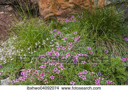 Picture - Dolomite cinquefoil (Potentilla nitida), Dolomites, Veneto, Italy, Europe. Fotosearch