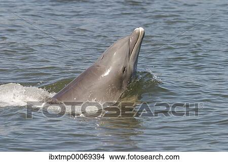 Dolphin View Large Photo Image Picture - Dolphin. Fotosearch