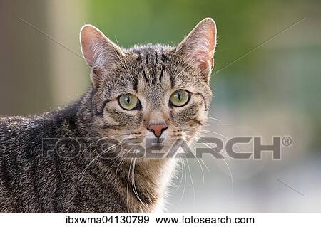 Domestic cat (Felis silvestris catus), Hesse, Germany, Europe View Large Photo Image Stock Photo - Domestic cat (Felis silvestris catus), Hesse, Germany, Europe. Fotosearch