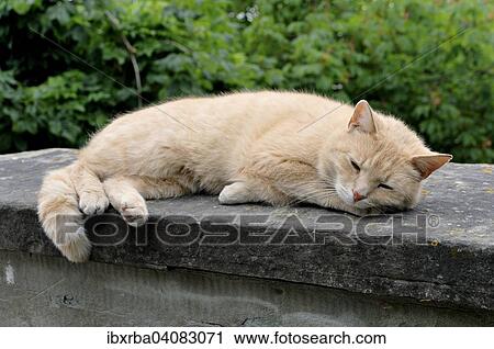 Domestic cat (Felis silvestris f. catus) sleeping on wall, North Rhine-Westphalia, Germany, Europe View Large Photo Image Stock Image - Domestic cat (Felis silvestris f. catus) sleeping on wall, North Rhine-Westphalia, Germany, Europe. Fotosearch