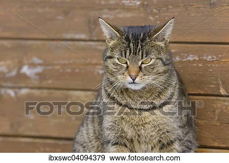 Stock Photo - Domestic cat in front of a wooden wall, Thuringia, Germany, Europe. Fotosearch
