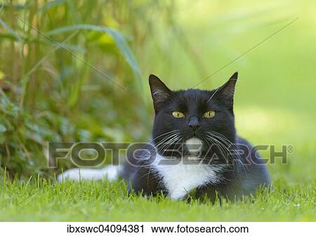 Domestic cat lying in the grass, Thuringia, Germany, Europe View Large Photo Image Stock Image - Domestic cat lying in the grass, Thuringia, Germany, Europe. Fotosearch