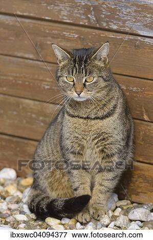 Stock Photo - Domestic cat sitting in front of a wooden wall, Thuringia, Germany, Europe. Fotosearch
