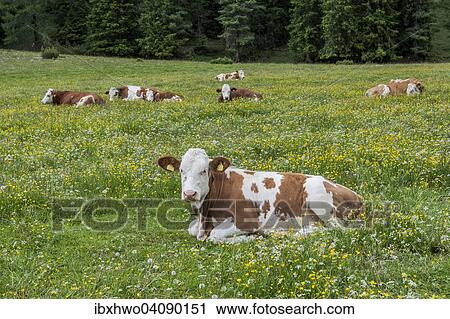 Stock Image - Domestic cattle lying in the grass, Vallelunga, Puez Nature Park, Selva, Val Gardena, Dolomites, Selva di Val Gardena, Province of South Tyrol, Italy, Europe. Fotosearch