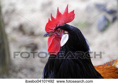 Stock Image - Domestic chicken (Gallus domesticus), Baden-Wurttemberg, Germany, Europe. Fotosearch