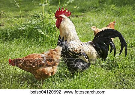 Domestic chicken (Gallus domesticus), rooster and hens, Germany, Europe View Large Photo Image Stock Image - Domestic chicken (Gallus domesticus), rooster and hens, Germany, Europe. Fotosearch