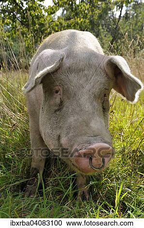 Domestic pig (Sus scrofa domestica) with nose ring, standing in the grass, North Rhine-Westphalia, Germany, Europe View Large Photo Image Stock Image - Domestic pig (Sus scrofa domestica) with nose ring, standing in the grass, North Rhine-Westphalia, Germany, Europe. Fotosearch