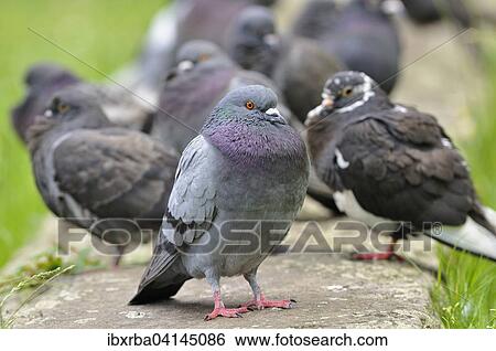 Domestic pigeons (Columba livia domestica), Germany, Europe View Large Photo Image Stock Photograph - Domestic pigeons (Columba livia domestica), Germany, Europe. Fotosearch