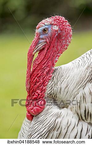 Stock Photo - Domesticated Turkey (Meleagris gallopavo f. domestica), cock, Saxony-Anhalt, Germany, Europe. Fotosearch