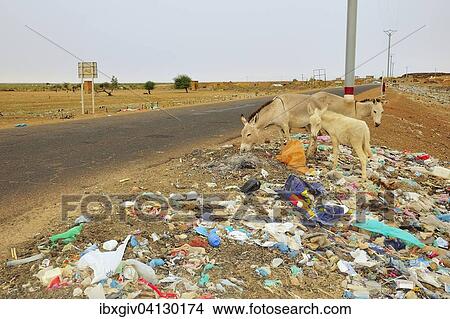 Donkey eating garbage on the roadside, road from Nouakchott to Mali in Aleg, Brakna region, Mauritania, Africa View Large Photo Image Picture - Donkey eating garbage on the roadside, road from Nouakchott to Mali in Aleg, Brakna region, Mauritania, Africa. Fotosearch