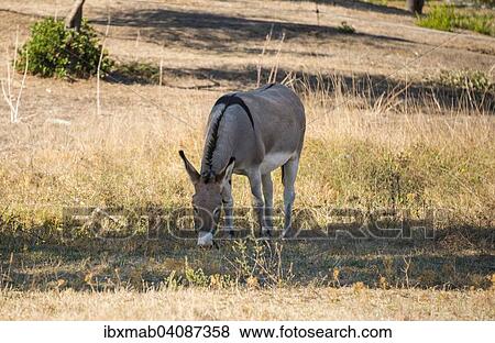 Stock Photo - Donkey (Equus africanus asinus) grazing in the shade, Corsica, France, Europe. Fotosearch