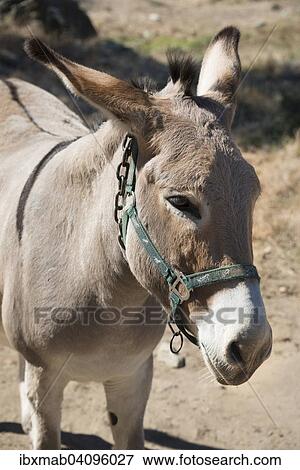 Donkey (Equus africanus asinus), Corsica, France, Europe View Large Photo Image Stock Photo - Donkey (Equus africanus asinus), Corsica, France, Europe. Fotosearch