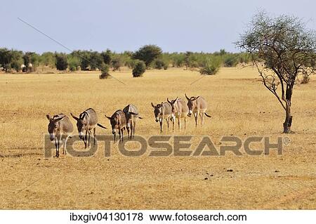 Donkey herd walking along the steppe, Aleg, Brakna region, Mauritania, Africa View Large Photo Image Stock Photo - Donkey herd walking along the steppe, Aleg, Brakna region, Mauritania, Africa. Fotosearch