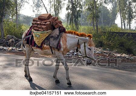 Donkey laden with bricks, Agra, Uttar Pradesh, India, Asia View Large Photo Image Stock Image - Donkey laden with bricks, Agra, Uttar Pradesh, India, Asia. Fotosearch