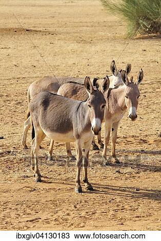 Stock Image - Donkeys in the desert, Aleg, Brakna region, Mauritania, Africa. Fotosearch