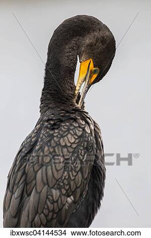 Double-crested Cormorant (Phalacrocorax auritus), preening, Everglades National Park, Florida, USA View Large Photo Image Picture - Double-crested Cormorant (Phalacrocorax auritus), preening, Everglades National Park, Florida, USA. Fotosearch