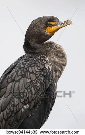 Stock Image - Double-crested Cormorant (Phalacrocorax auritus), Everglades National Park, Florida, USA. Fotosearch