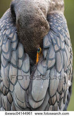 Double-crested Cormorant (Phalacrocorax auritus) with head in feathers, Everglades National Park, Florida, USA View Large Photo Image Stock Image - Double-crested Cormorant (Phalacrocorax auritus) with head in feathers, Everglades National Park, Florida, USA. Fotosearch