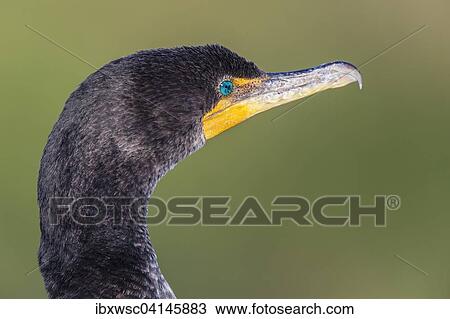Stock Image - Double-crested Cormorant (Phalacrocorax auritus), Everglades, Florida, USA. Fotosearch