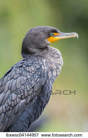 Double-crested Cormorant (Phalacrocorax auritus), Everglades National Park, Florida, USA View Large Photo Image Stock Photo - Double-crested Cormorant (Phalacrocorax auritus), Everglades National Park, Florida, USA. Fotosearch