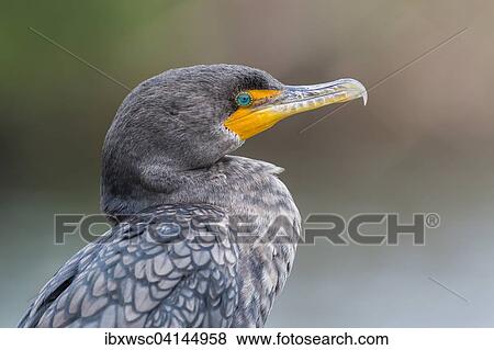 Stock Photo - Double-crested Cormorant (Phalacrocorax auritus), Everglades National Park, Florida, USA. Fotosearch