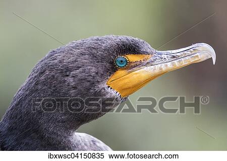 Double-crested cormorant (Phalacrocorax auritus), Florida, Everglades, USA View Large Photo Image Stock Photography - Double-crested cormorant (Phalacrocorax auritus), Florida, Everglades, USA. Fotosearch