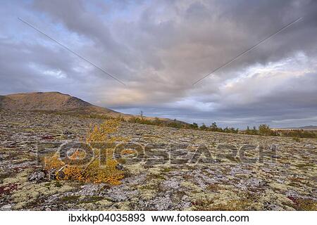Downy Birch (Betula pubescens) and Reindeer Lichen (Cladonia rangiferina), fjell landscape in autumn, Rondane National Park, Norway, Europe View Large Photo Image Stock Image - Downy Birch (Betula pubescens) and Reindeer Lichen (Cladonia rangiferina), fjell landscape in autumn, Rondane National Park, Norway, Europe. Fotosearch