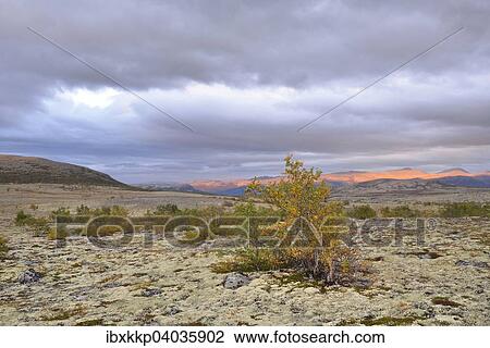 Downy Birch (Betula pubescens) and Reindeer Lichen (Cladonia rangiferina), fjell landscape in autumn, Rondane National Park, Norway, Europe View Large Photo Image Stock Image - Downy Birch (Betula pubescens) and Reindeer Lichen (Cladonia rangiferina), fjell landscape in autumn, Rondane National Park, Norway, Europe. Fotosearch