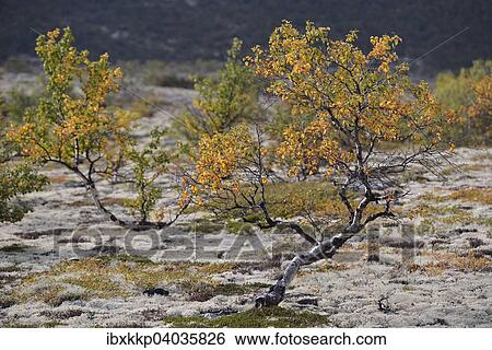 Downy Birch (Betula pubescens) and Reindeer Lichen (Cladonia rangiferina), fjell landscape in autumn, Rondane National Park, Norway, Europe View Large Photo Image Stock Photograph - Downy Birch (Betula pubescens) and Reindeer Lichen (Cladonia rangiferina), fjell landscape in autumn, Rondane National Park, Norway, Europe. Fotosearch