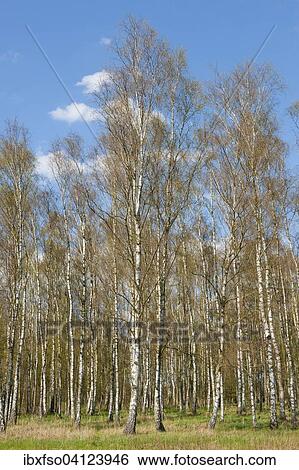 Downy birch forest, Downy birch trees (Betula pubescens), Lower Saxony, Germany, Europe View Large Photo Image Stock Photograph - Downy birch forest, Downy birch trees (Betula pubescens), Lower Saxony, Germany, Europe. Fotosearch