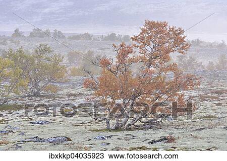 Downy Birch trees (Betula pubescens) and Reindeer Lichen (Cladonia rangiferina), fjell landscape in autumn with mist, Rondane National Park, Norway, Europe View Large Photo Image Stock Image - Downy Birch trees (Betula pubescens) and Reindeer Lichen (Cladonia rangiferina), fjell landscape in autumn with mist, Rondane National Park, Norway, Europe. Fotosearch