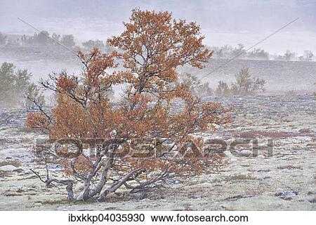 Downy Birch trees (Betula pubescens) and Reindeer Lichen (Cladonia rangiferina), fjell landscape in autumn with mist, Rondane National Park, Norway, Europe View Large Photo Image Stock Image - Downy Birch trees (Betula pubescens) and Reindeer Lichen (Cladonia rangiferina), fjell landscape in autumn with mist, Rondane National Park, Norway, Europe. Fotosearch
