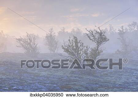 Downy Birch trees (Betula pubescens) and Reindeer Lichen (Cladonia rangiferina), fjell landscape in autumn with fog, Rondane National Park, Norway, Europe View Large Photo Image Stock Image - Downy Birch trees (Betula pubescens) and Reindeer Lichen (Cladonia rangiferina), fjell landscape in autumn with fog, Rondane National Park, Norway, Europe. Fotosearch