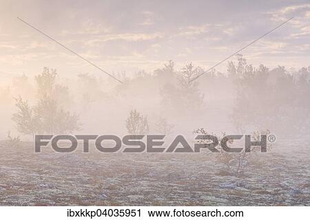 Downy Birch trees (Betula pubescens) and Reindeer Lichen (Cladonia rangiferina), fjell landscape shrouded in autumn fog, Rondane National Park, Norway, Europe View Large Photo Image Stock Image - Downy Birch trees (Betula pubescens) and Reindeer Lichen (Cladonia rangiferina), fjell landscape shrouded in autumn fog, Rondane National Park, Norway, Europe. Fotosearch