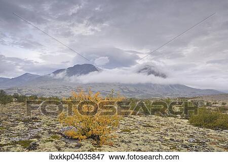 Stock Photo - Downy Birch trees (Betula pubescens) and Reindeer Lichen (Cladonia rangiferina), fjell landscape in autumn, at the back the peaks of the Stygghoin mountain range, Stygghoin, Rondane National Park, Norway, Europe. Fotosearch