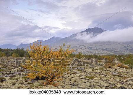 Downy Birch trees (Betula pubescens) and Reindeer Lichen (Cladonia rangiferina), fjell landscape in autumn, Rondane National Park, Norway, Europe View Large Photo Image Stock Photo - Downy Birch trees (Betula pubescens) and Reindeer Lichen (Cladonia rangiferina), fjell landscape in autumn, Rondane National Park, Norway, Europe. Fotosearch