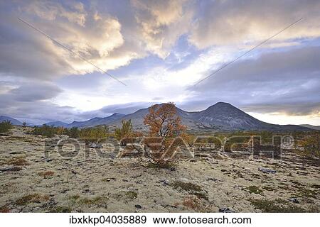 Downy Birch trees (Betula pubescens) and Reindeer Lichen (Cladonia rangiferina), fjell landscape in autumn, at the back the peaks of the Stygghoin mountain range, Stygghoin, Rondane National Park, Norway, Europe View Large Photo Image Stock Photo - Downy Birch trees (Betula pubescens) and Reindeer Lichen (Cladonia rangiferina), fjell landscape in autumn, at the back the peaks of the Stygghoin mountain range, Stygghoin, Rondane National Park, Norway, Europe. Fotosearch