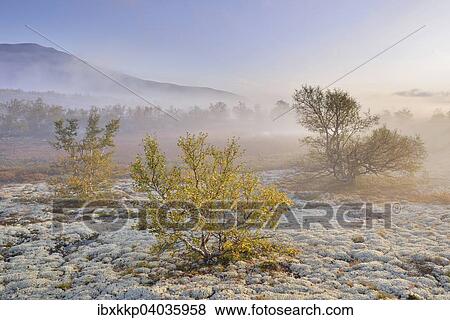 Downy Birch trees (Betula pubescens) and Reindeer Lichen (Cladonia rangiferina), fjell landscape with autumn fog, Rondane National Park, Norway, Europe View Large Photo Image Stock Photo - Downy Birch trees (Betula pubescens) and Reindeer Lichen (Cladonia rangiferina), fjell landscape with autumn fog, Rondane National Park, Norway, Europe. Fotosearch