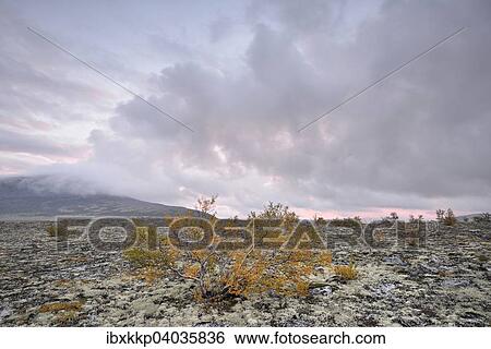 Downy Birch trees (Betula pubescens) and Reindeer Lichen (Cladonia rangiferina), fjell landscape in autumn, Rondane National Park, Norway, Europe View Large Photo Image Stock Photograph - Downy Birch trees (Betula pubescens) and Reindeer Lichen (Cladonia rangiferina), fjell landscape in autumn, Rondane National Park, Norway, Europe. Fotosearch