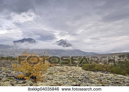 Downy Birch trees (Betula pubescens) and Reindeer Lichen (Cladonia rangiferina), fjell landscape in autumn, at the back the peaks of the Stygghoin mountain range, Stygghoin, Rondane National Park, Norway, Europe View Large Photo Image Stock Photograph - Downy Birch trees (Betula pubescens) and Reindeer Lichen (Cladonia rangiferina), fjell landscape in autumn, at the back the peaks of the Stygghoin mountain range, Stygghoin, Rondane National Park, Norway, Europe. Fotosearch